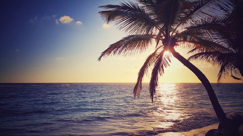 椰树与海滩日出