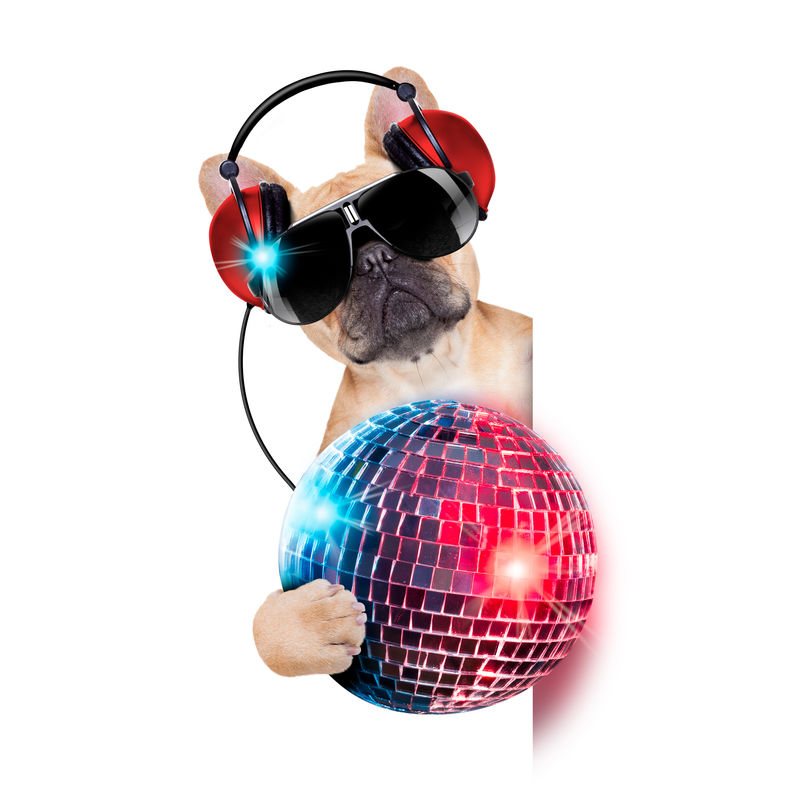DJ牛头犬-头戴耳机-手持迪斯科舞厅球-除了白色横幅或标语牌外-单独放在白色背景上听音乐