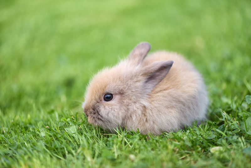 绿草上的小兔子