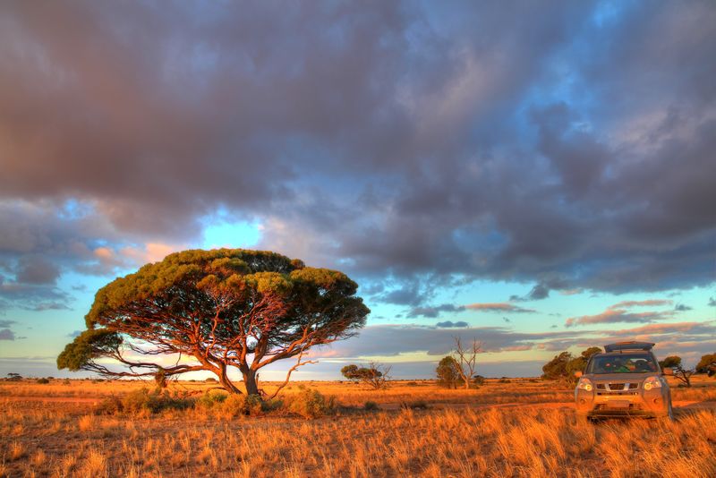 纳勒博平原澳大利亚
