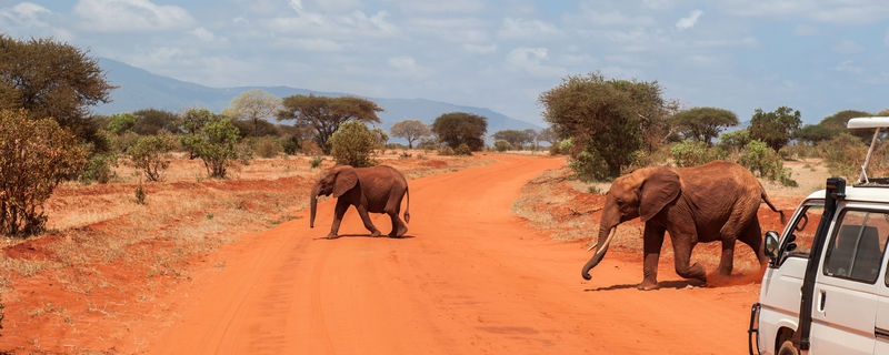 肯尼亚沙沃东部国家公园的大象