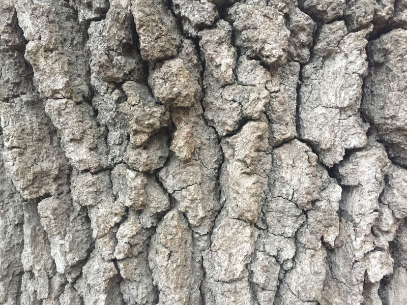 树的褐色树皮的纹理-树皮墙纸背景上的自然