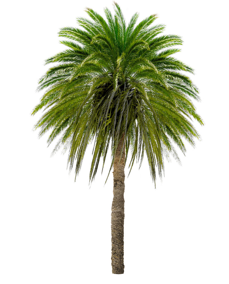 有大树冠的棕榈树白底隔离