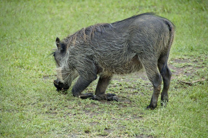 乌干达姆布鲁国家公园的野猪