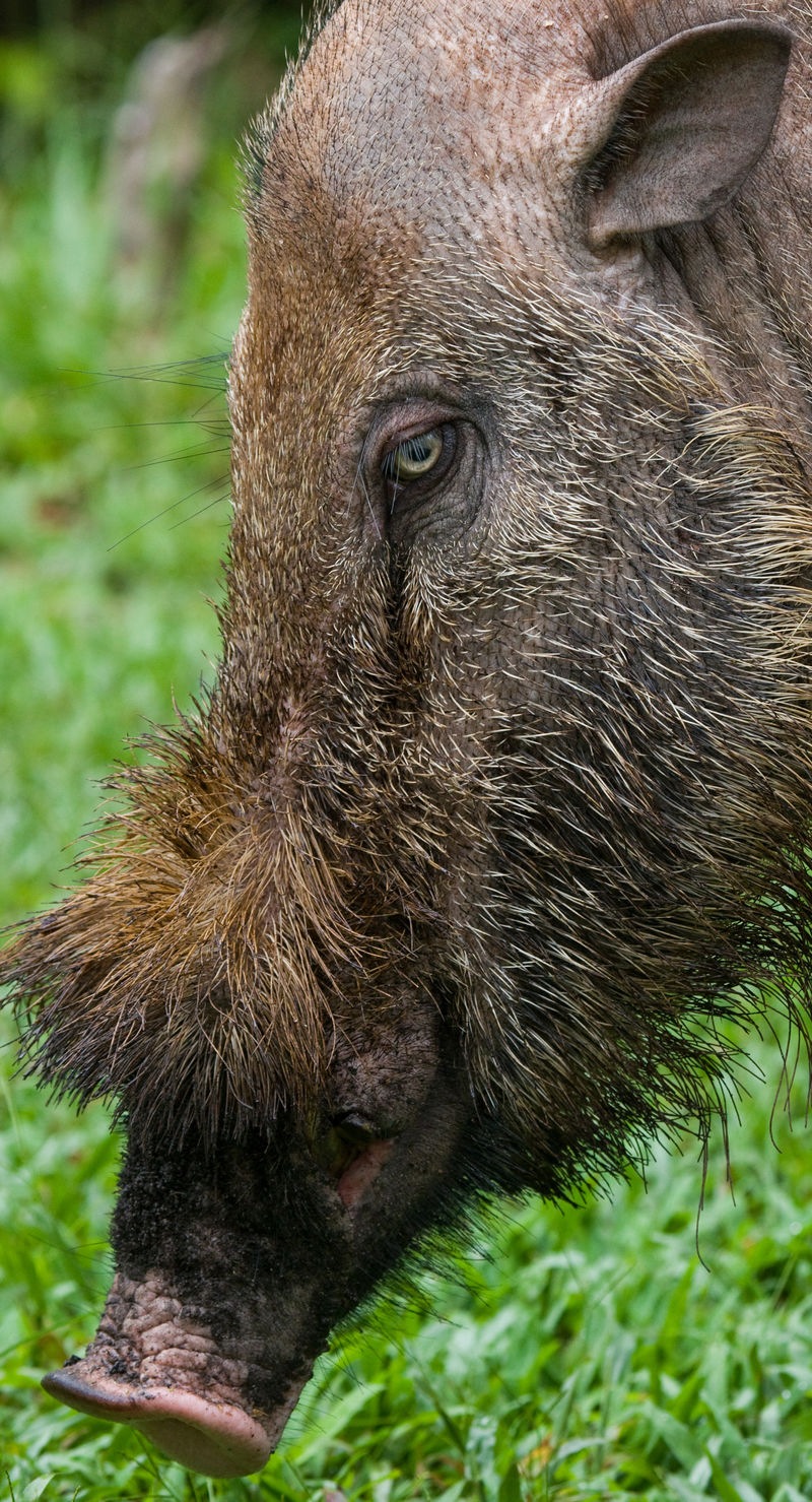 野猪的肖像加里曼丹岛印度尼西亚很好的例证
