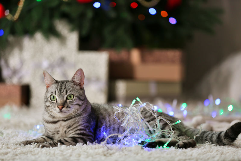 圣诞树旁的漂亮猫咪带装饰