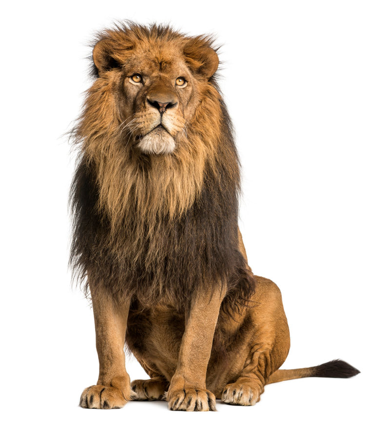 狮子坐着看向别处狮子座10岁与世隔绝