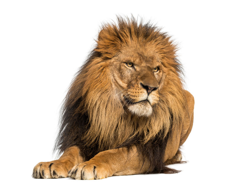 狮子躺下看着远处10岁的潘瑟拉·利奥