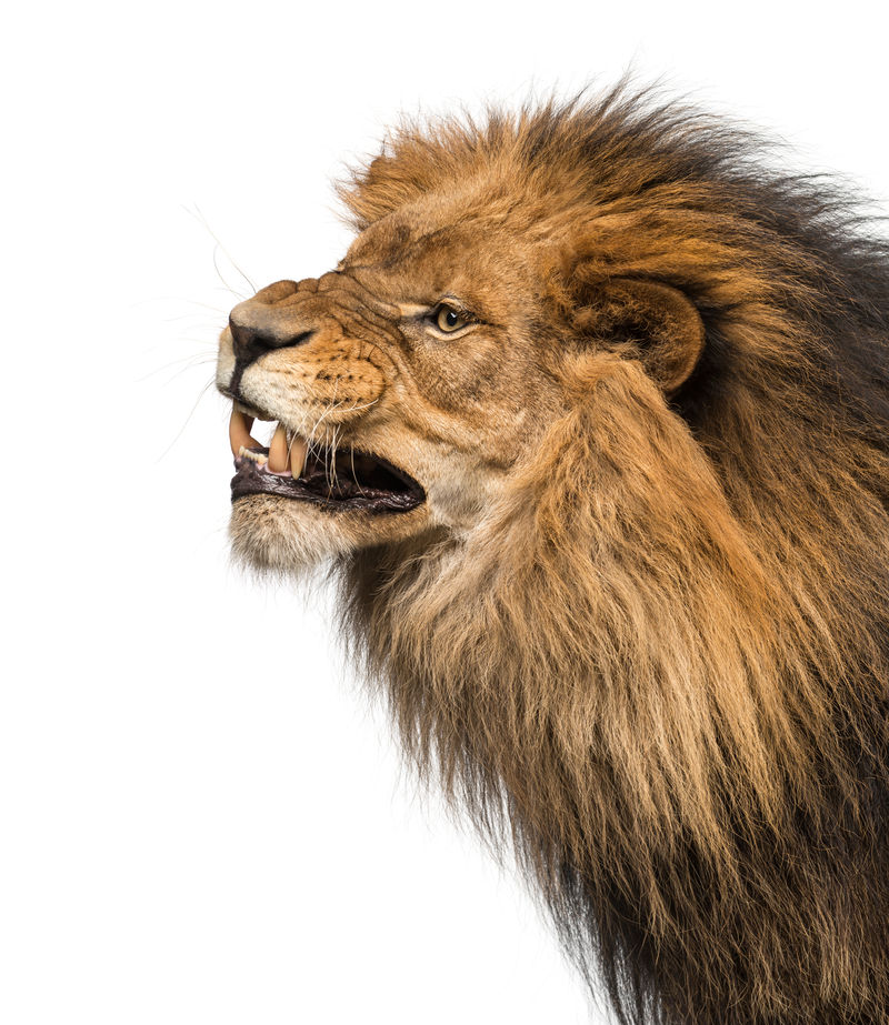 特写一个狮子的咆哮剖面（Panthera leo