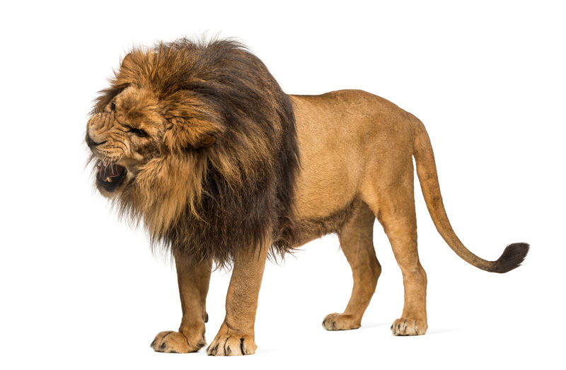狮子站着咆哮狮子座10岁与世隔绝