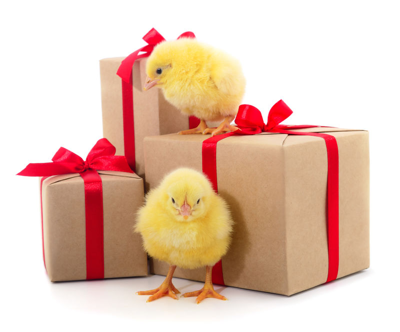 小鸡和礼品盒被隔离
