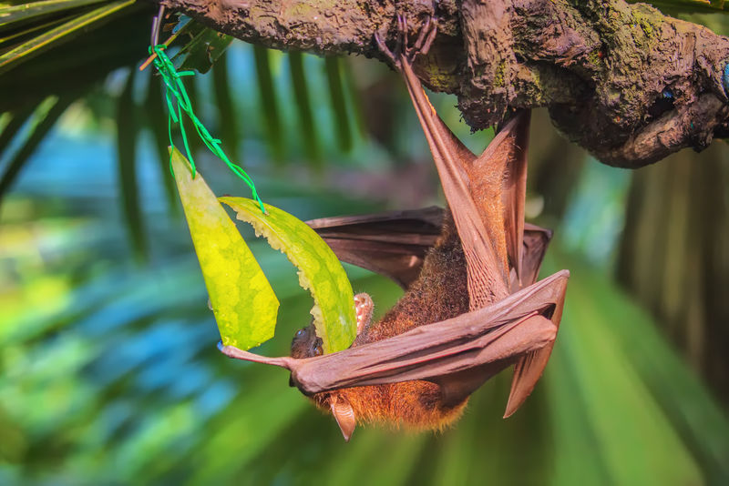 马来西亚蝙蝠吃水果挂在树枝上