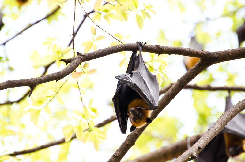 一只巨大的蝙蝠倒挂在树上
