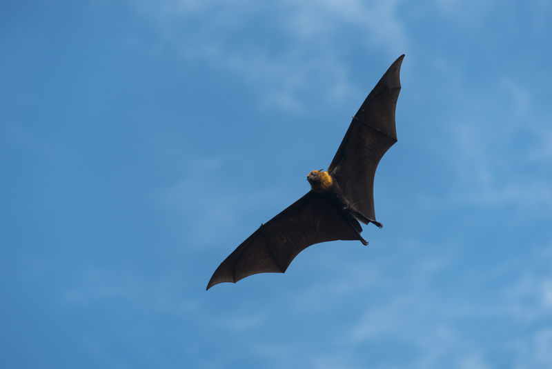 蓝天上的巨蝙蝠