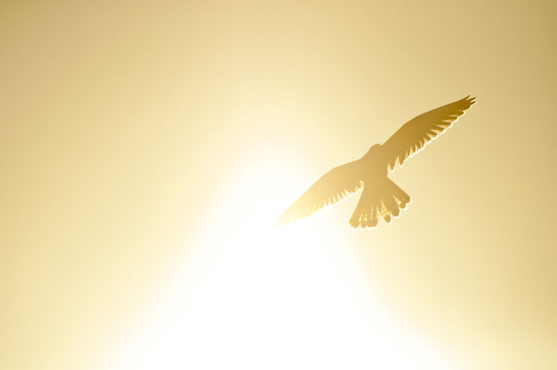 一只普通的红隼在阳光下飞翔