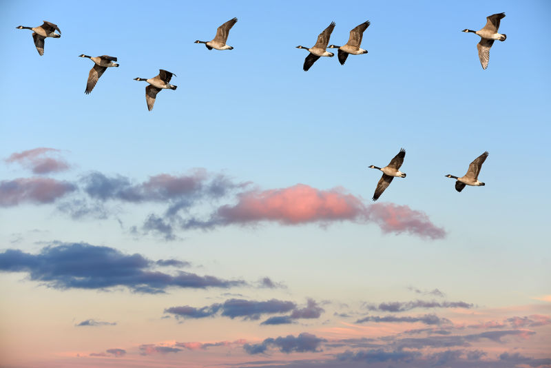 一群加拿大鹅在日落的天空中飞翔