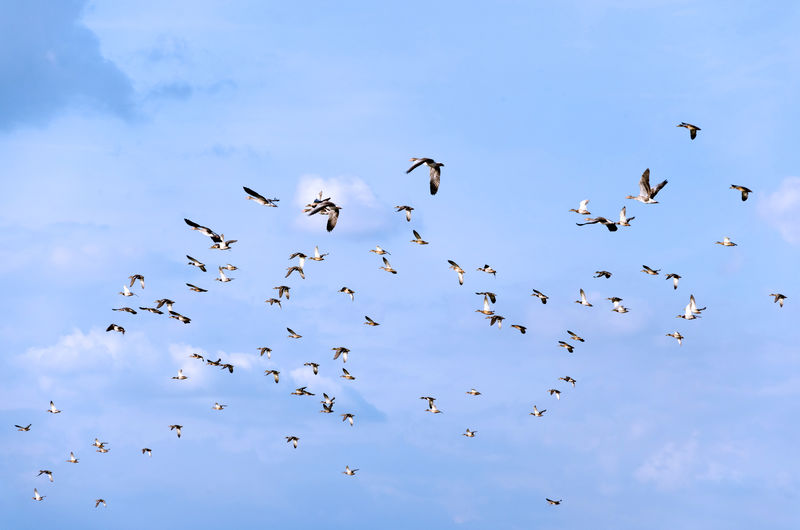 成群结队的野鸭-匈牙利秋鸟迁徙期间的野鸭