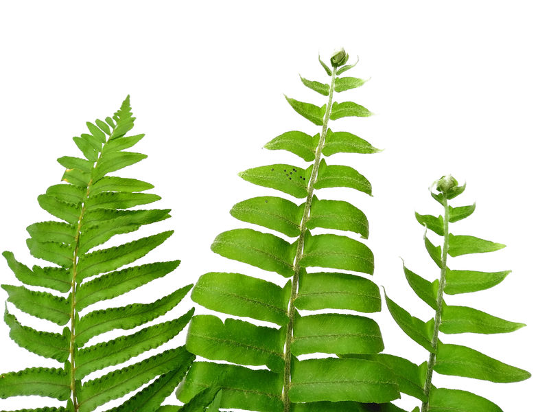 息肉藻绿叶纹理白底绿叶隔离绿叶植物绿叶图案背景