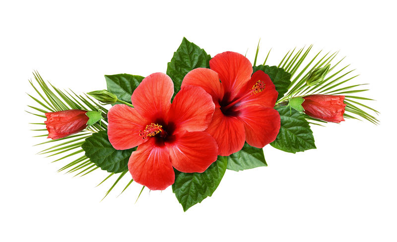 热带地区的红芙蓉花和棕榈叶