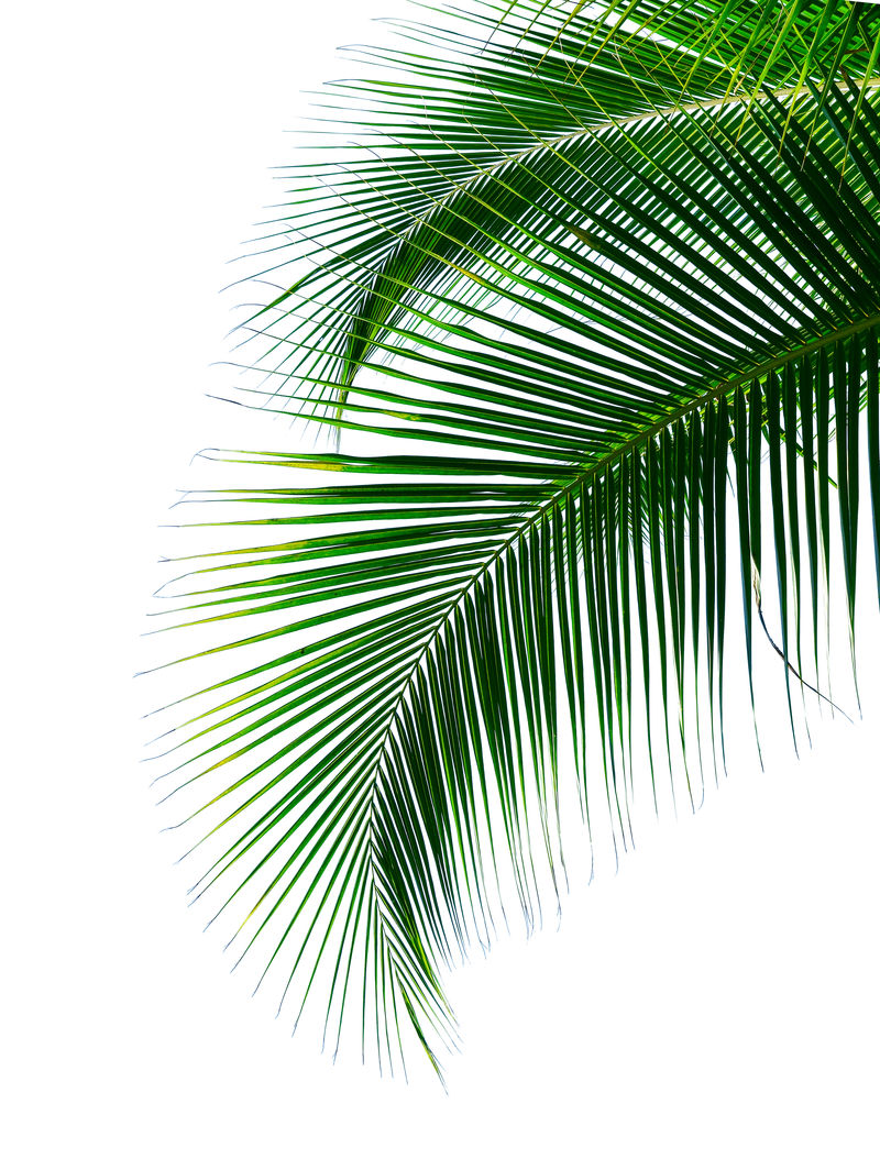 热带椰子叶白色背景隔离