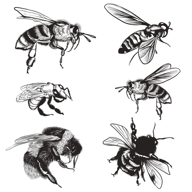手工绘制的蜜蜂大黄蜂高细节昆虫矢量集