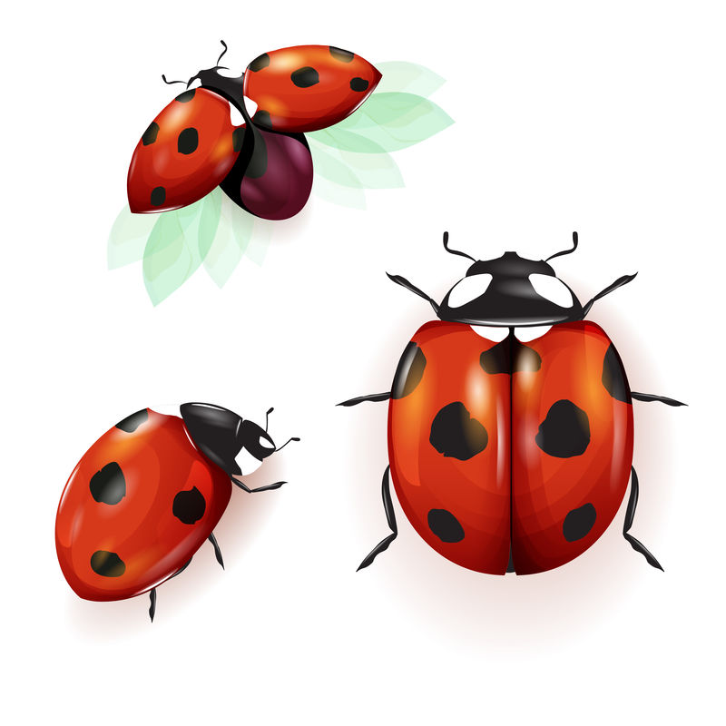 瓢虫插图-一组三只瓢虫-白色隔离-可用于不同的设计方式外观封面等矢量