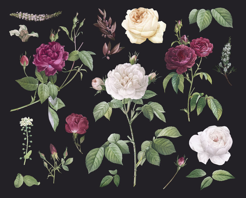 花朵柔嫩的花型-玫瑰牡丹桉树浆果-设计用于布料壁纸礼品包装-丝绸印花布和家用纺织品的印花-黑色背景