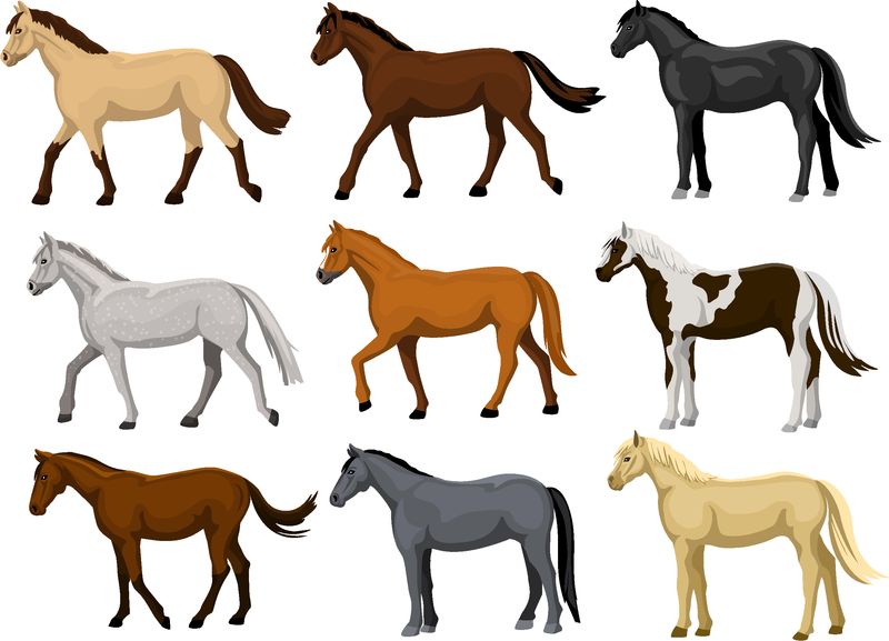 不同颜色的马有典型的皮毛：黑色栗色斑纹灰色褐色海湾色奶油色鹿皮色帕洛米诺色托比亚诺色