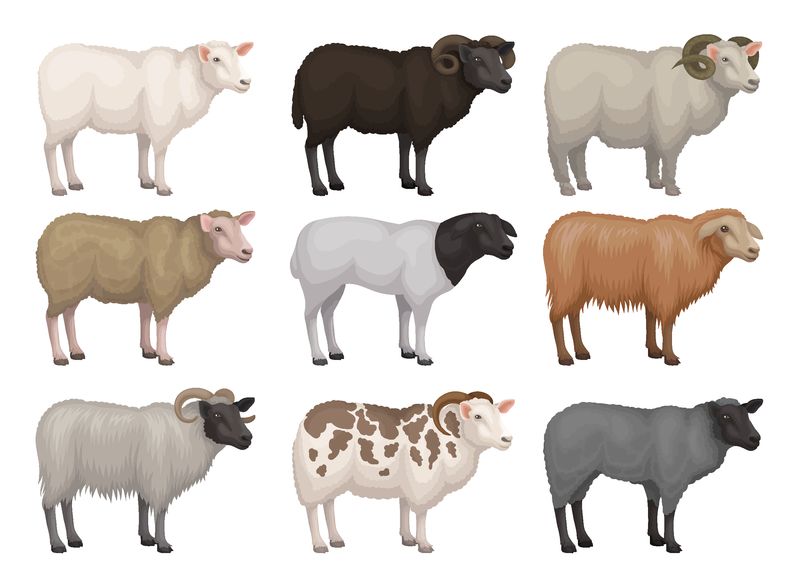 不同品种绵羊和公羊的平矢量集-有毛的家畜-农场动物畜牧业