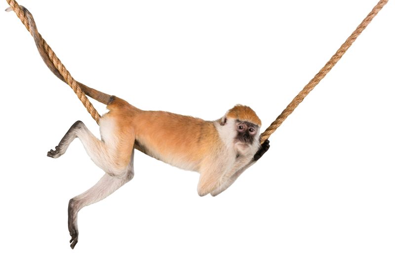 吊在绳子上的猴子-隔离