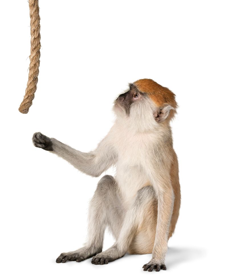 猴子玩绳子-孤立