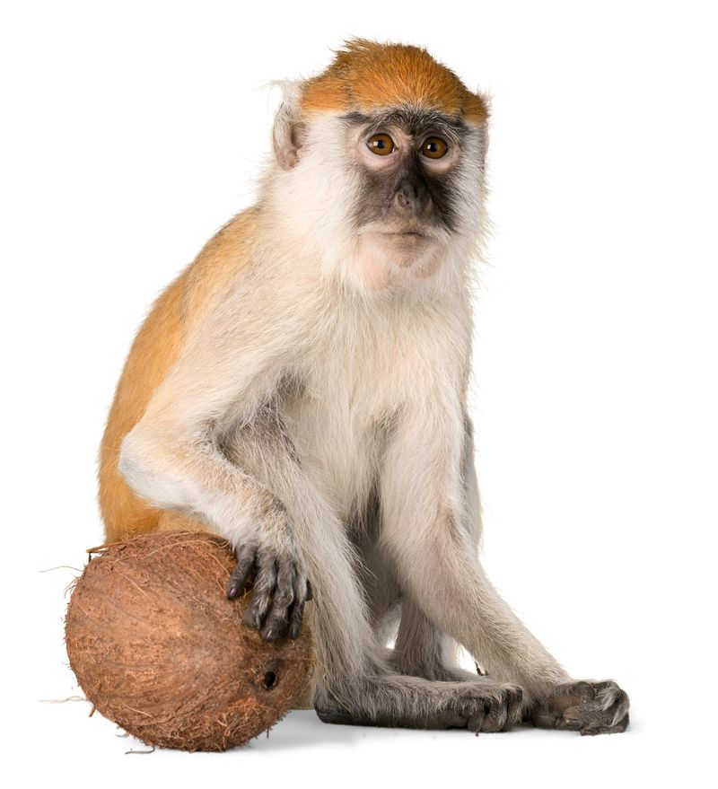 猴子坐在椰子隔离