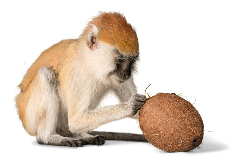 猴子试图进入椰子隔离区