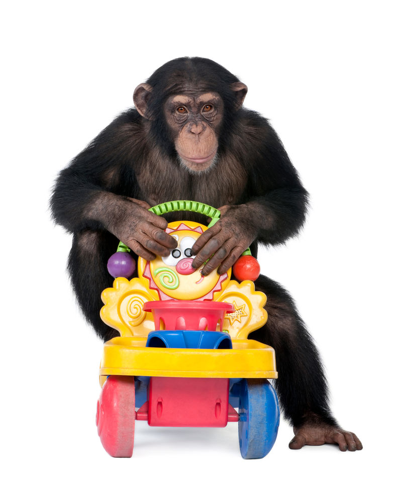幼黑猩猩-猿类（5岁）