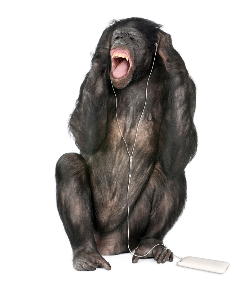 黑猩猩和倭黑猩猩混种听音乐