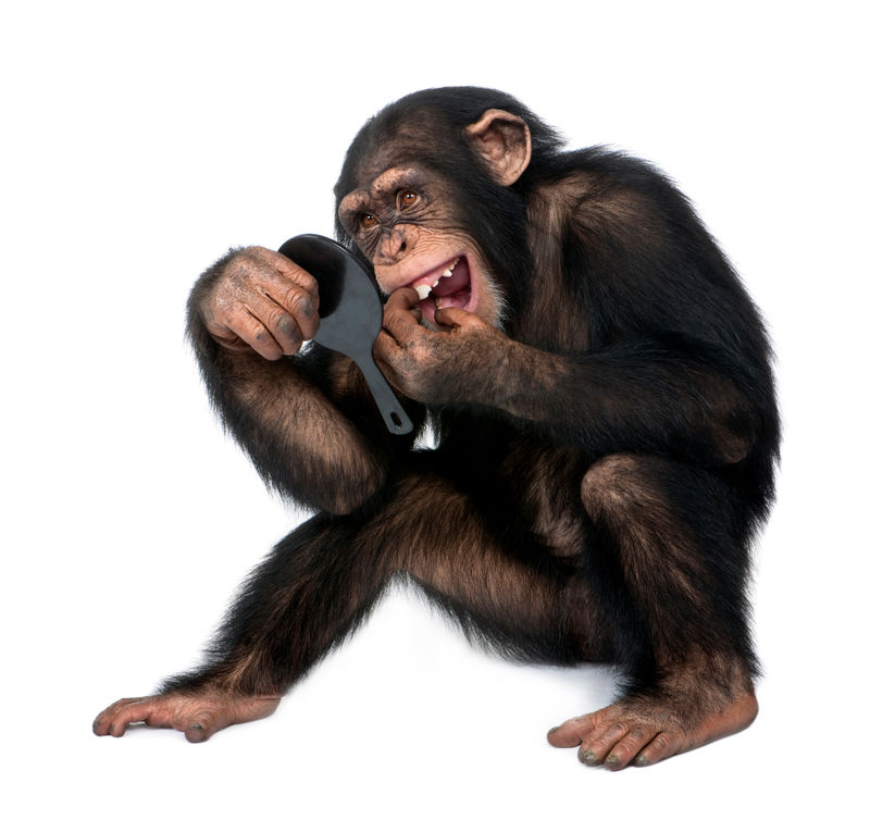 年轻的黑猩猩在镜子里看自己的牙齿