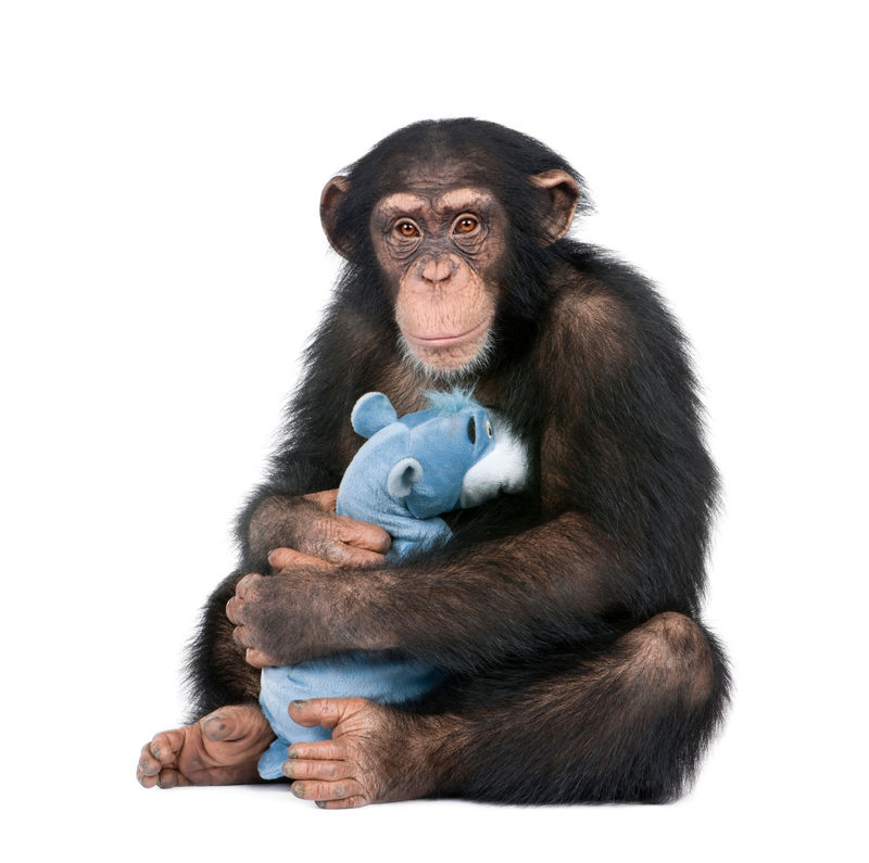 小黑猩猩和他的泰迪熊-猿特罗格洛斯（5年）