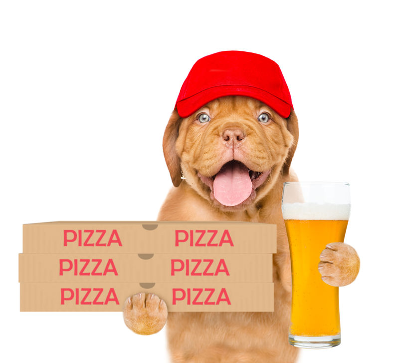 有趣的披萨送小狗红帽子披萨盒和啤酒白底隔离