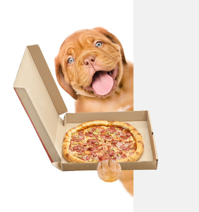 在白色横幅上有打开的比萨盒的有趣小狗白底隔离