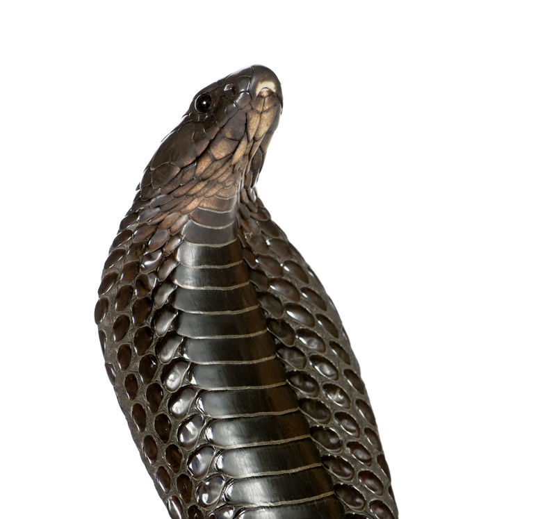 埃及眼镜蛇的特写镜头白色背景