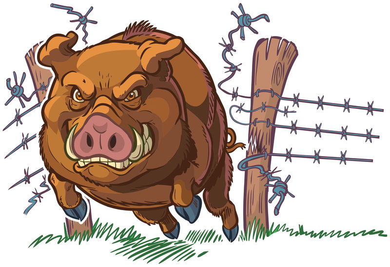 猪或野猪冲破栅栏矢量卡通