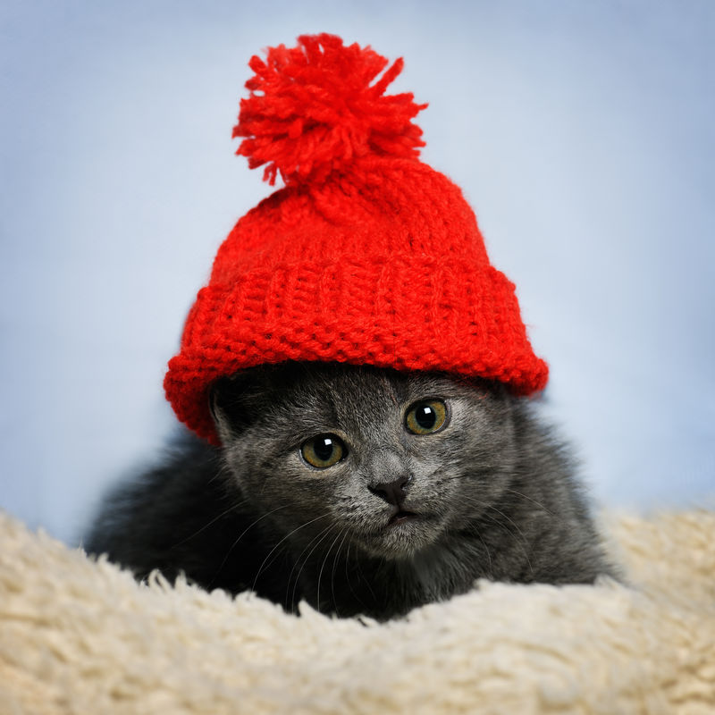 戴红帽子的小猫