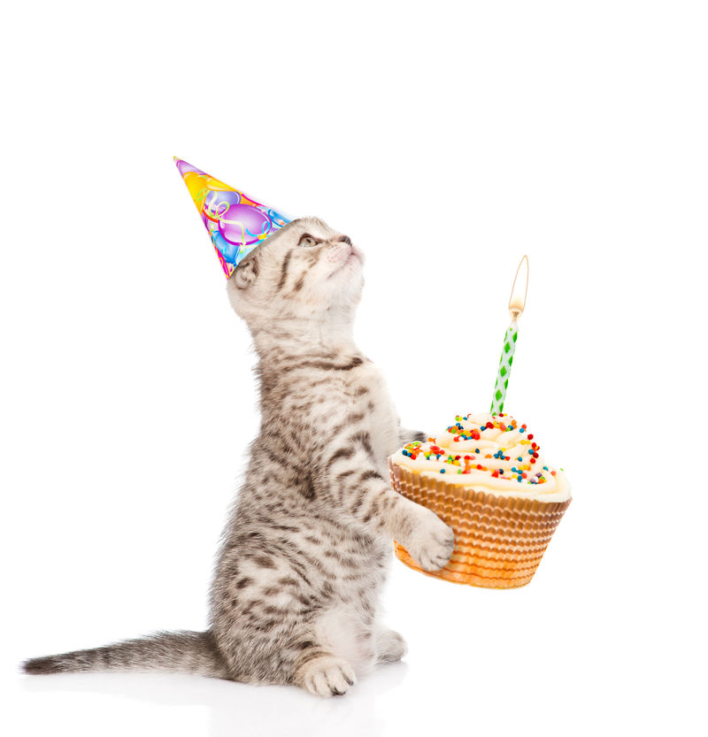 戴着生日帽的斑猫拿着蜡烛蛋糕与世隔绝