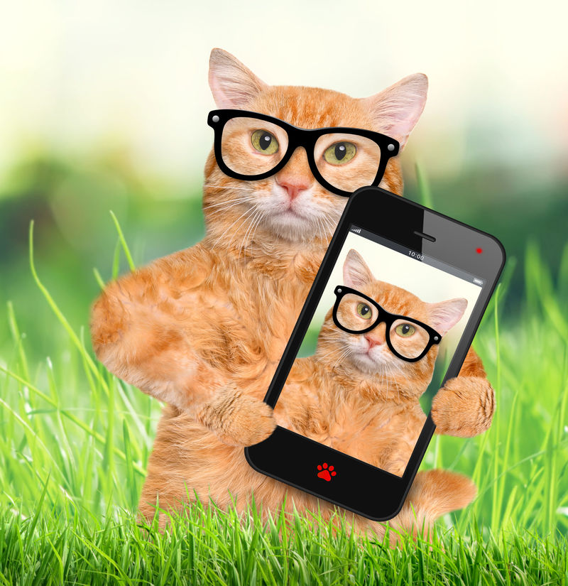 猫服用selfie与智能手机