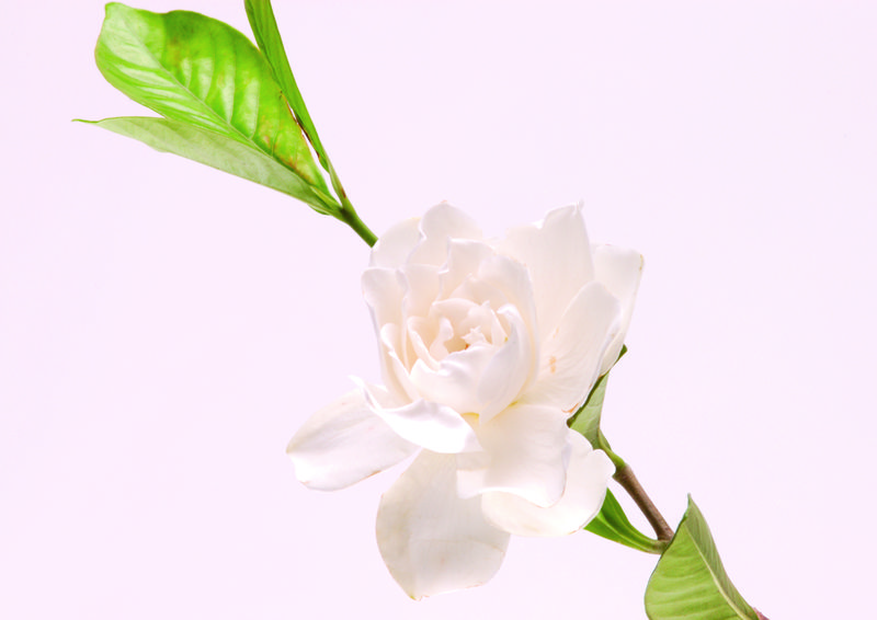 美丽的淡粉色花-孤立在白色上-洋桔梗