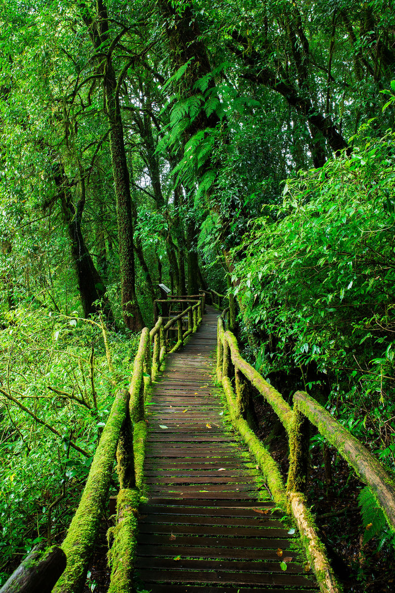 安加自然小径美丽的雨林乡村树叶