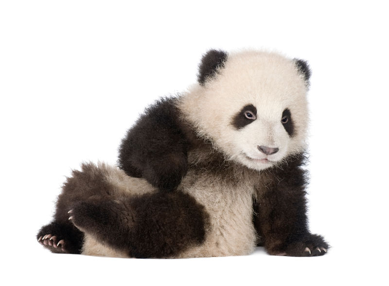大熊猫大熊猫（6个月）