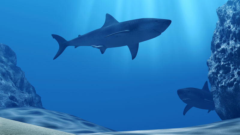在深蓝色的海洋里一群鲨鱼在阳光和石头的照射下潜入水中