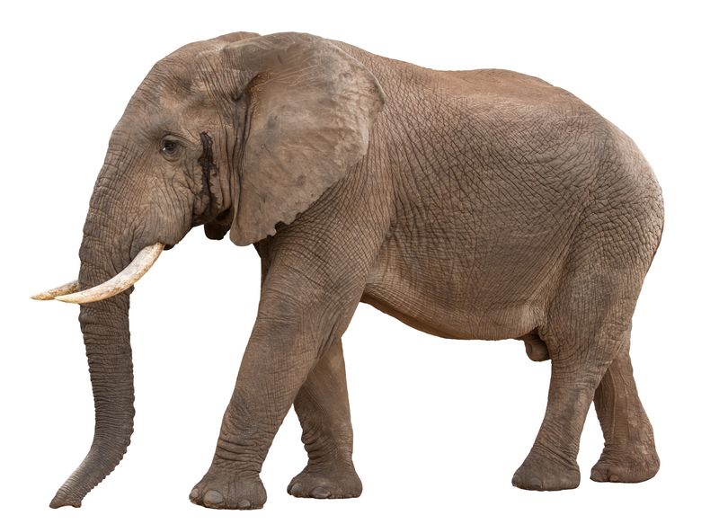 大公非洲象在发霉-孤立