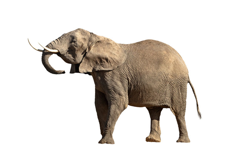 孤立的大大象头朝上的大象牙